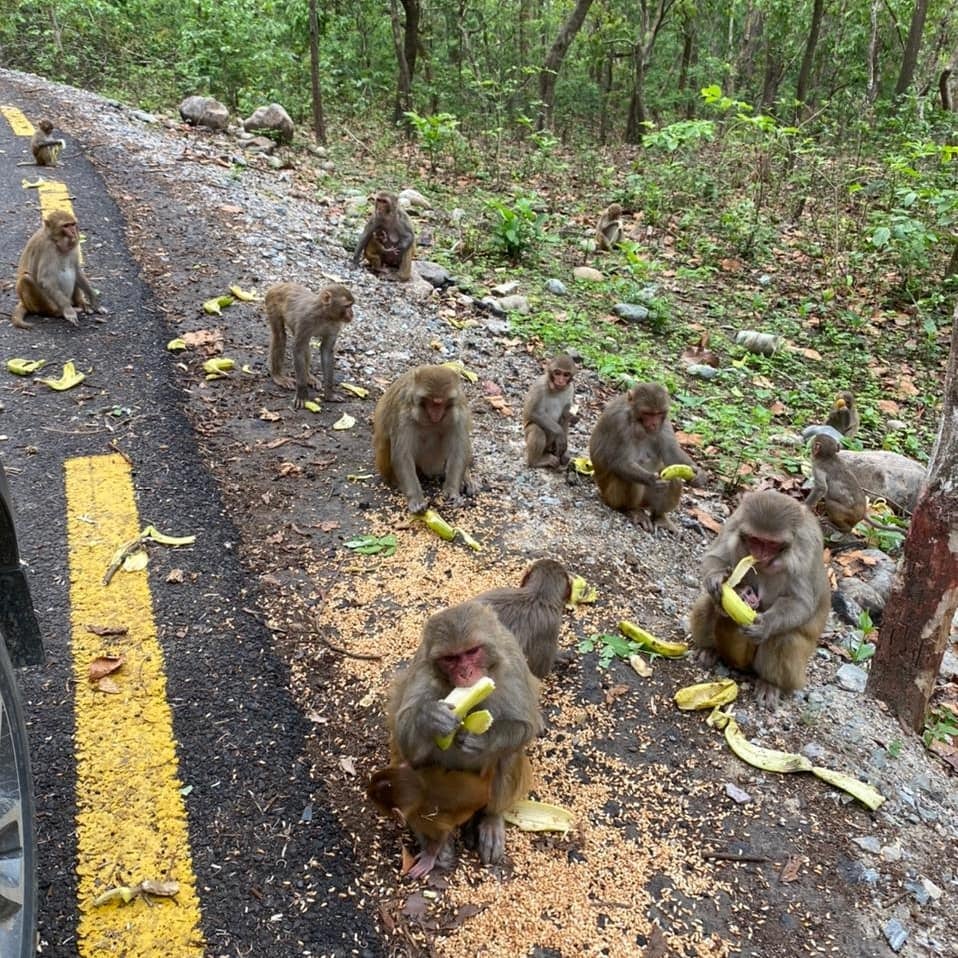 The hungry monkeys of Devghat got fruits